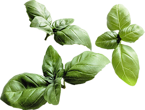 Basil