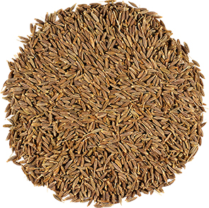 Cumin