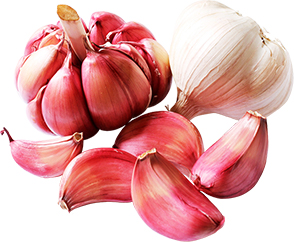Garlic