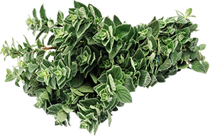 Oregano