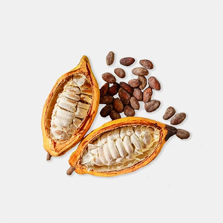 Cacao